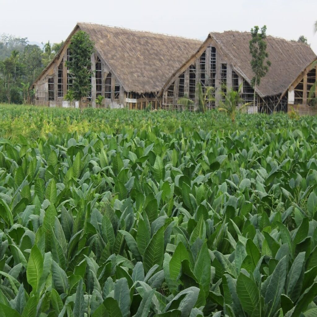 cigar and coffee experience (4)